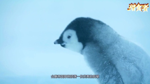 帝企鹅（三），历经苦难的企鹅宝宝终于要开始独自面对南极洲了！#招牌动作#