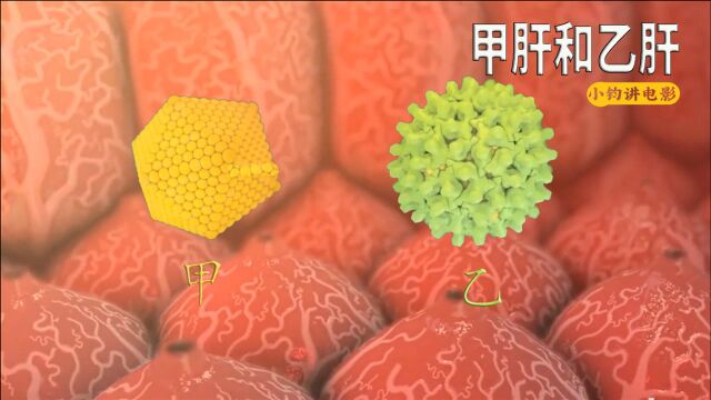 病毒是怎样传播的,什么情况下易感染《甲肝和乙肝》