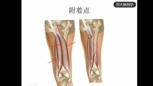 59.腘绳肌-大腿后方、腘窝区域疼痛.
