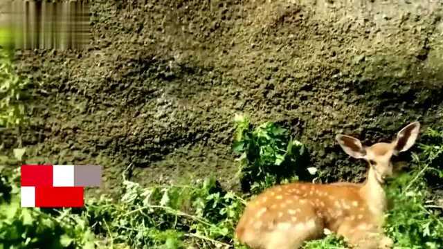 大连野生小鹿迷途摔下悬崖,市民合力救援