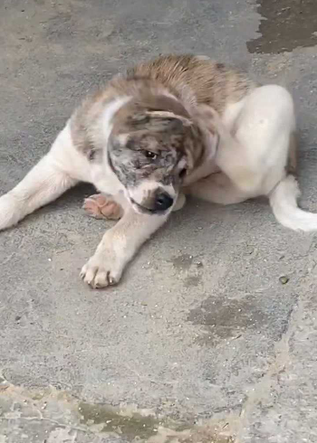 中華田園犬廣西土獵犬花斑