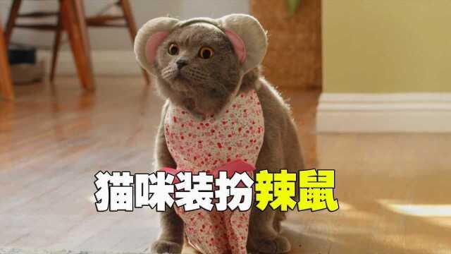 猫咪为色诱老鼠,涂口红穿裙子,扮成“辣鼠”扭猫步!#鹅斯卡征稿大赛第一季#