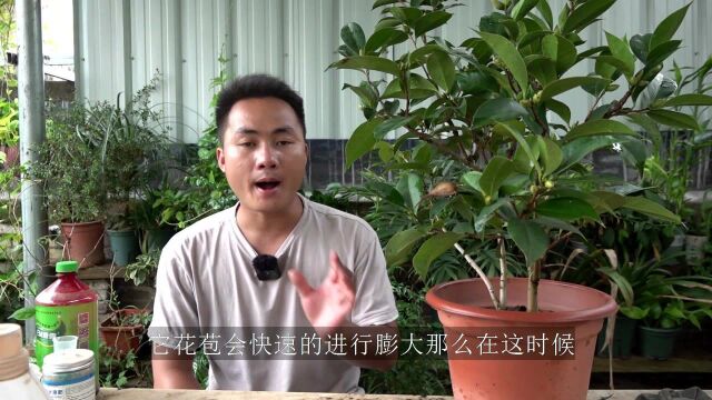 茶花干尖除了干燥还有啥?这个因素你一定没注意过