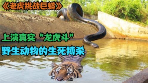 巨型水蟒VS大型猫科动物，上演真实“龙虎斗”，野生动物战斗合集