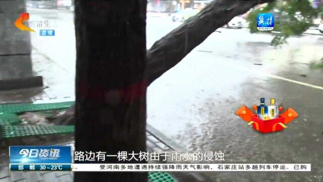 邯郸峰峰矿区:持续降雨导致城市内涝,土壤泡软,多棵大树倾倒