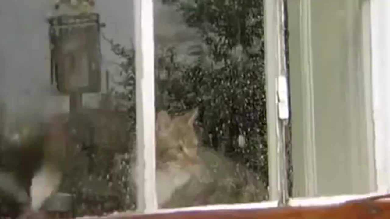 世界上会下“鱼雨”的国家,上万条活鱼从天而降,不可思议_高清1080P在线观看平台_腾讯视频