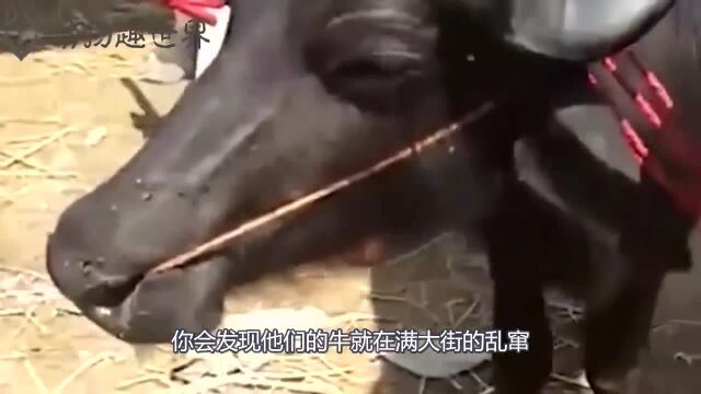 印度的牛难道都是这么耕地的吗?难怪地位那么高,简直太秀了