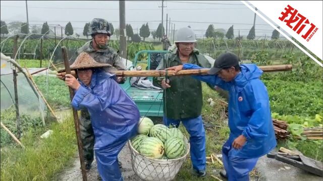 与台风“烟花”赛跑 宁波北仑村干部带领村民抢收万斤西瓜