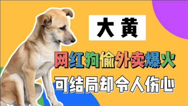 河南高校的大黄,偷外卖被抓,一夜爆火,可结局却让人如此伤心!