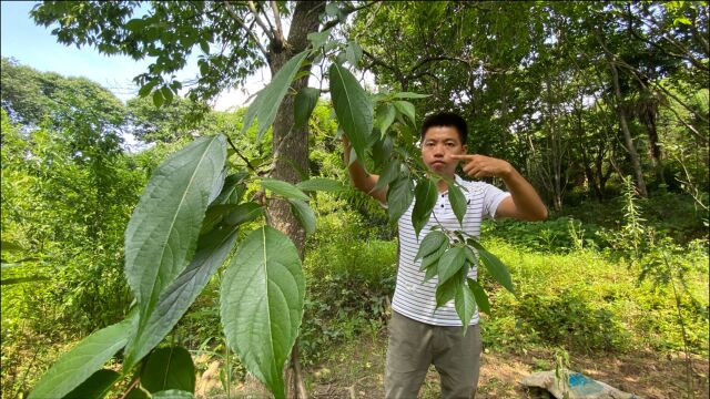 农村这种名贵又稀有的植物,听说全身上下都是宝,你见过吗?