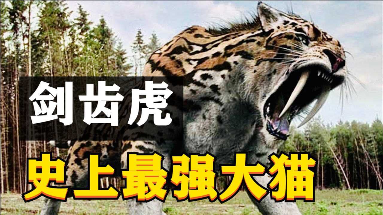 剑齿虎:有史以来最强大的猫科动物