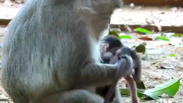 小奶猴被霸道母猴掳来,大声呼喊妈妈,望眼欲穿的样子好可怜