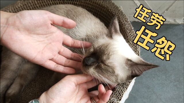 猫咖营业time开始,让你见识下什么是高素质小猫咪?