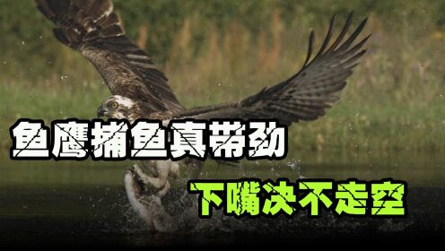 鱼鹰捕鱼能力有多强？当鱼鹰潜入水中那一刻，大鱼就注定无处可逃