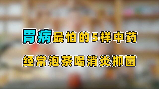 它是胃病的最怕,这5样中药泡茶喝,消炎抑菌,胃慢慢养强壮