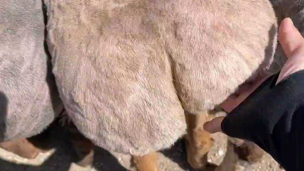 羊屁屁竟然这么q弹,rua到停不下来