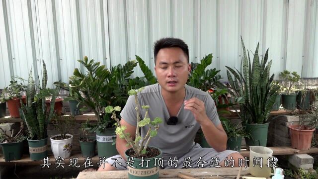 天竺葵何时打顶最合适?想促分枝也要看时机