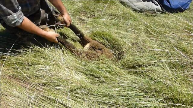 洞中传来“异响”,男子伸手一拉,竟拉出一双毛茸茸的大腿!