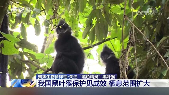 聚焦生物多样性ⷥ…𓦳袀œ黑色精灵”黑叶猴 我国黑叶猴保护见成效 栖息范围扩大