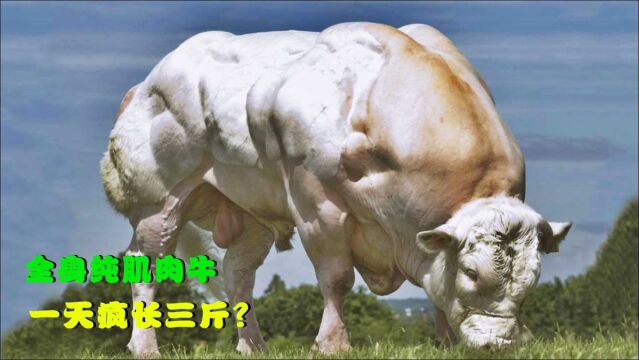 全身纯肌肉牛,一天“狂长”三斤肉味道绝美,看完你敢吃吗?