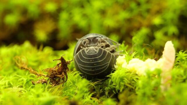 100余只日本鼠妇,被大连海关查获,这种动物破坏力有多强?