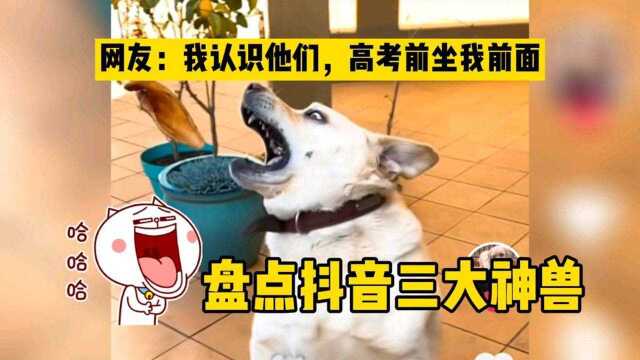 猫狗成精爆笑盘点!抖音里的三大神兽