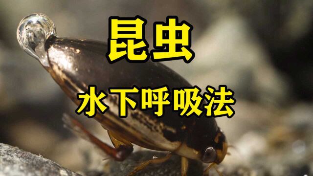 昆虫如何在水里呼吸?一起来了解下吧