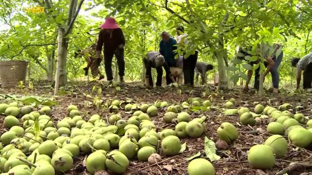 小康圆梦 | 内江东兴区:6000余亩核桃喜迎丰收,销往全国各地