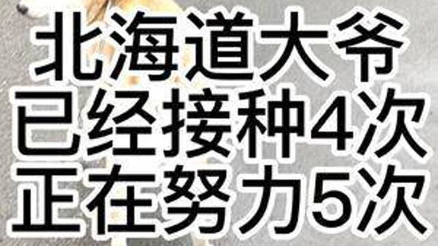 今天的日本 ,北海道8旬打工族,接种4次育苗#日本打工 #日本留学