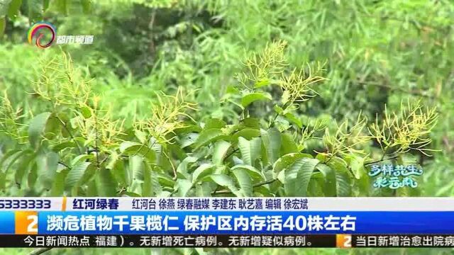 濒危植物干果榄仁,保护区内存活40株左右