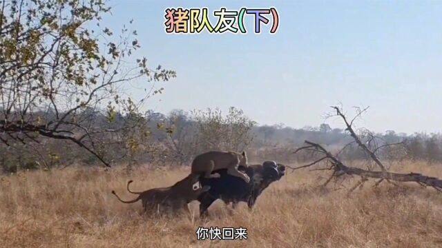 大哥来救老二,结果老二非要挑战下他的软肋,最后...