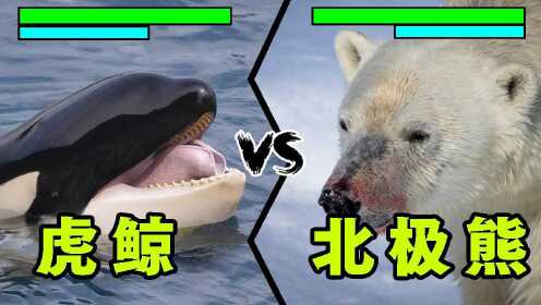 虎鲸VS北极熊，谁才是北极最强捕食者？结局意想不到！#知识π计划-知识抢先知#