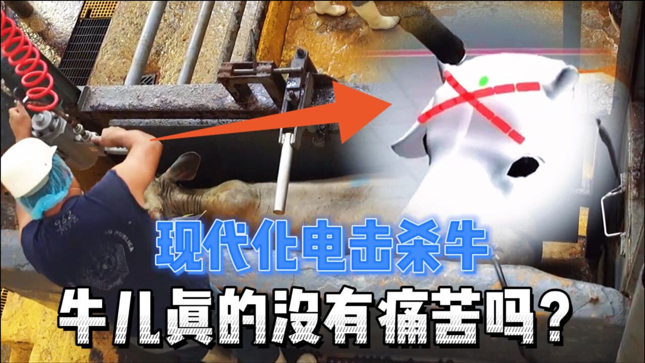 现代化电击杀牛,最"人道"的杀牛方式,牛儿真的没有痛苦吗?_腾讯视频