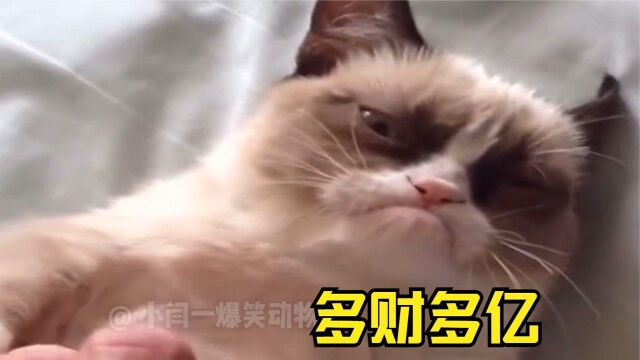 这猫长的,多财多亿