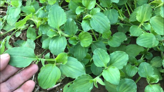 农村常见的饭包草别名“竹叶菜”,会用也是宝,到底有啥用途?