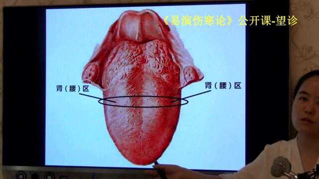 中医望诊舌象分区正常舌象易演伤寒论公开课3