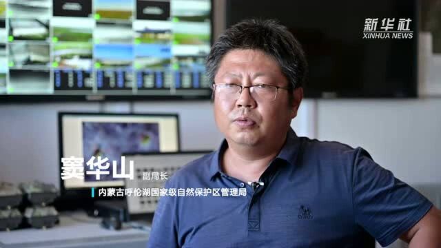 千里草原铺翡翠 天鹅飞来不想回——中国北方第一大湖泊生物多样性持续增加