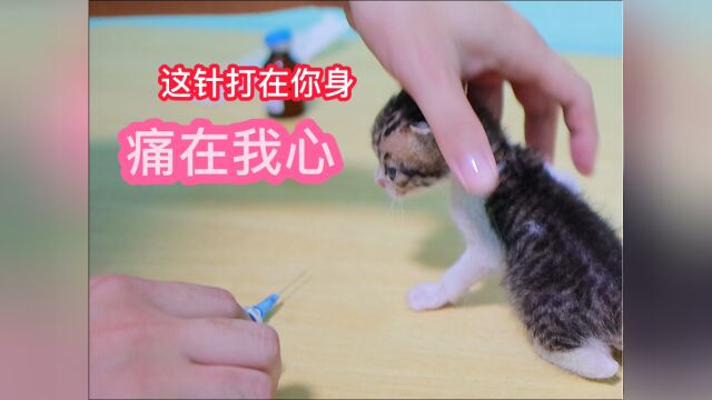 猫瘟病毒多可怕?昨天好好突然爆发,这针打在你身痛在我心