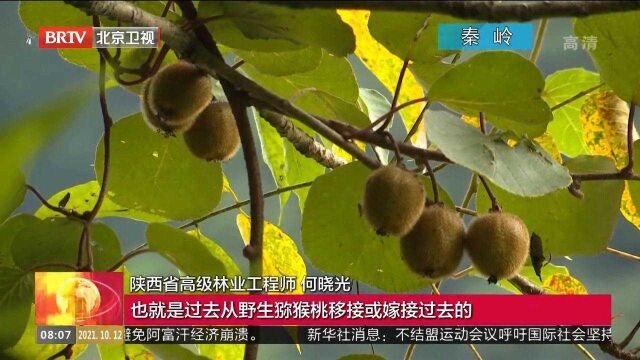 秦岭无闲草!这些神奇植物其貌不扬,本事不小