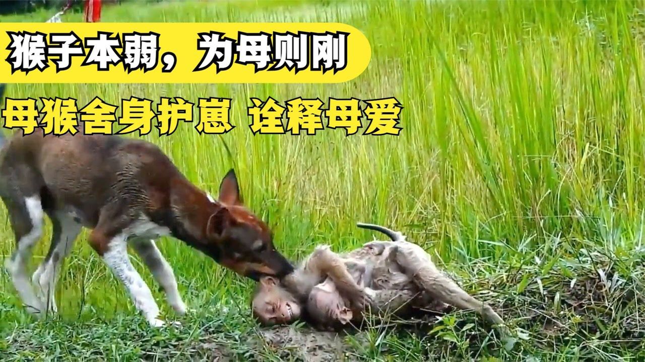 恶犬攻击小猴子,母猴把小猴护在身下,自己则被咬了上百个伤口