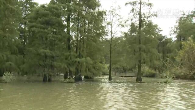 生物多样性丨跨省守护 一片池杉林的蜕变