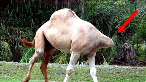 动物园发现一只“无头”的骆驼，当它一转身，众人却苦笑不得！