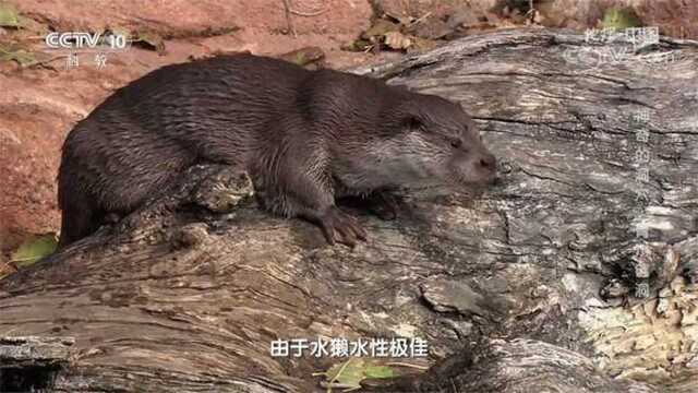 被当地人称为“水猫子”的生物,竟是欧亚水獭,来看地理中国