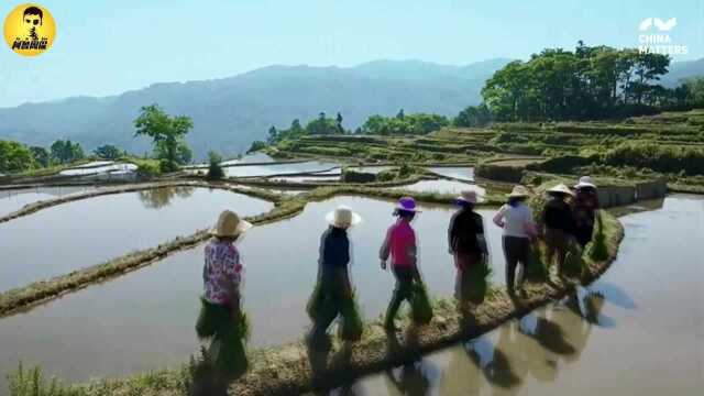 敲黑板!世界粮食日,带你盘点世界主要粮食生产国家