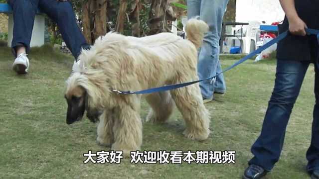 为什么国内禁止销售和饲养阿富汗犬?看完你还敢养么,双面狗狗