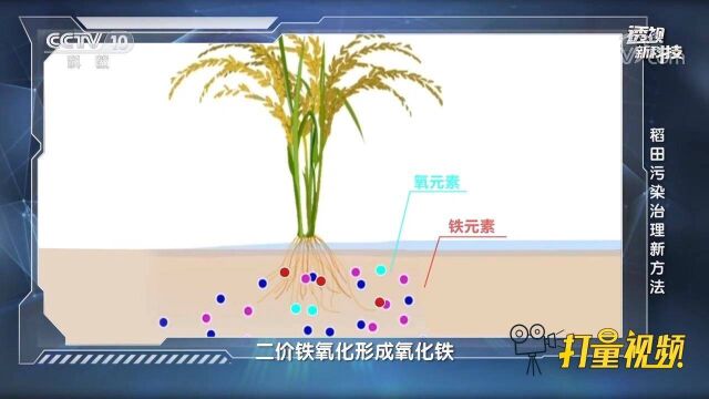 我国稻田中出现的重金属超标,指的是哪些重金属?