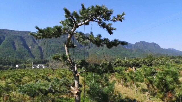 这棵地景五针松,经过造型,形象大大改观