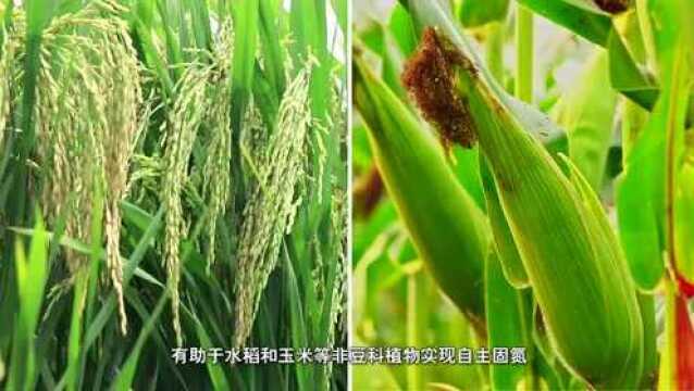 揭开豆科植物“固氮工厂”的奥秘,加拿大科学家上海建实验室4年,研究成果有望减少工业氮肥使用