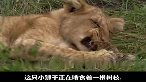 纪录片：狮子母子被狮群无情抛弃，小狮子被饿到吃树枝，真为它们感到担心