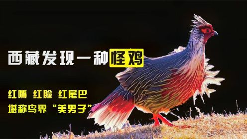 纪录片：西藏发现最美鸟类，红嘴红脸红尾巴，被抓就绝食而亡